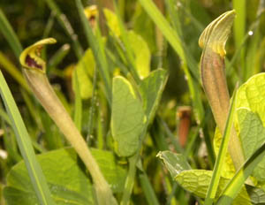 Aristolochia pallida / Aristolochia pallida